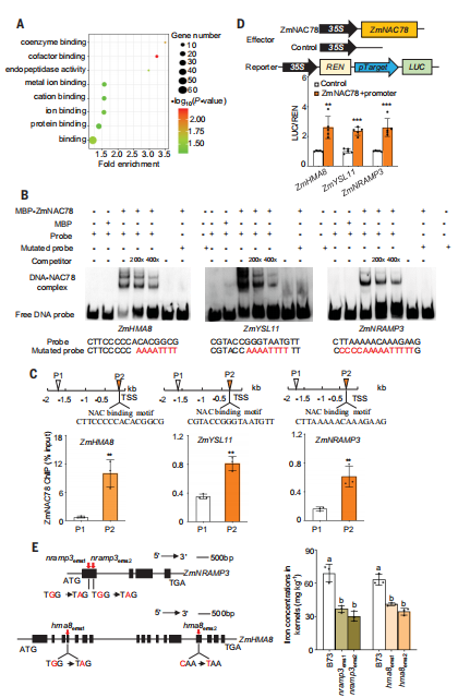 微量元素缺乏（缺乏微量元素应该补什么）-硒宝网