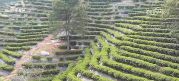 富硒普洱茶种植面积（种植茶普洱面积富硒含量）-硒宝网