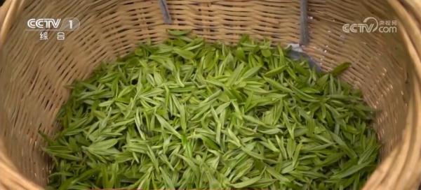 富硒普洱茶种植面积（种植茶普洱面积富硒含量）-硒宝网