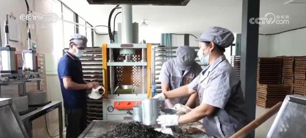 富硒普洱茶种植面积（种植茶普洱面积富硒含量）-硒宝网