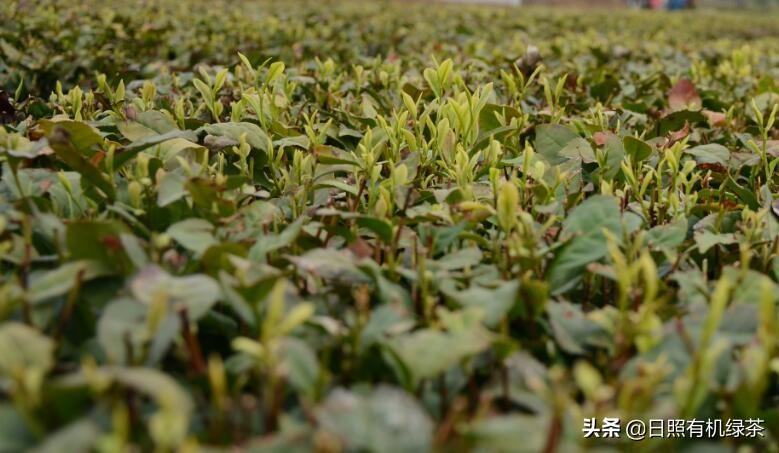 日照绿茶富硒明前茶(日照绿茶有明前茶吗)-硒宝网