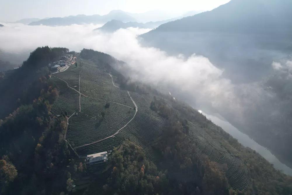 紫阳富硒分几种茶类(紫阳茶叶含硒量)-硒宝网