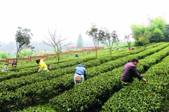 开阳产富硒茶有几种（开阳富硒茶叶）-硒宝网