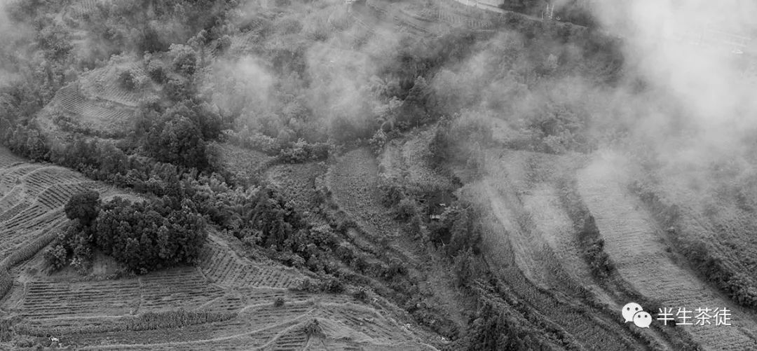 玉露是不是富硒茶的(茶叶玉露)-硒宝网