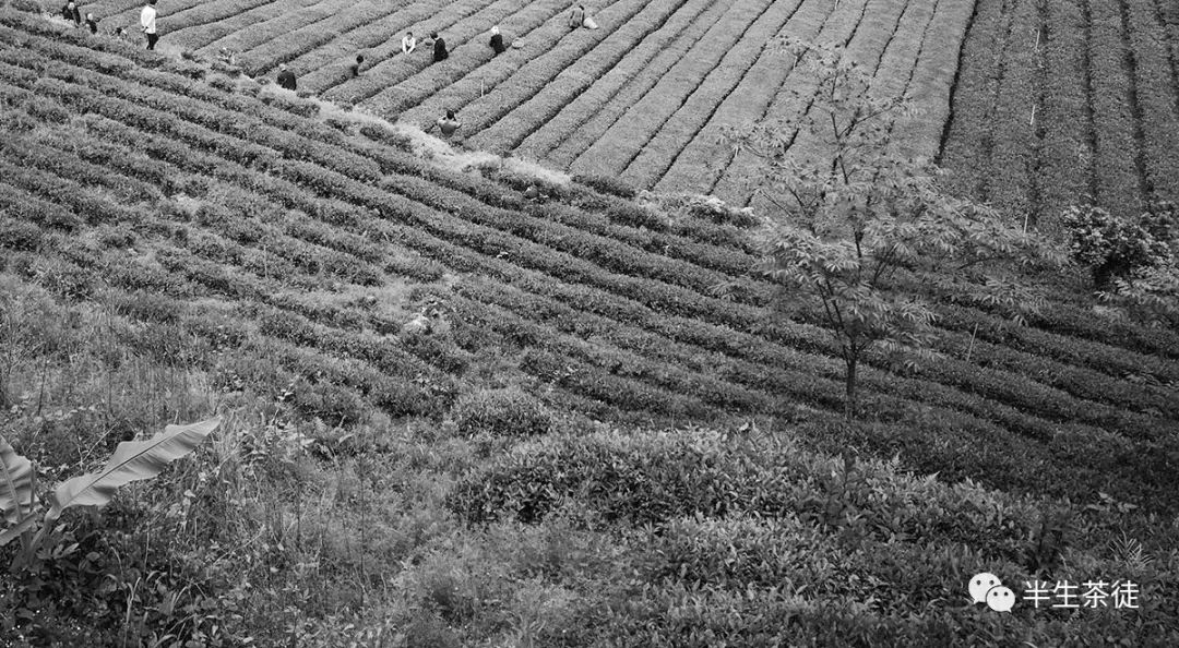 玉露是不是富硒茶的(茶叶玉露)-硒宝网