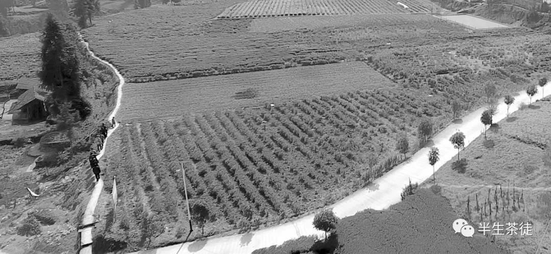 玉露是不是富硒茶的(茶叶玉露)-硒宝网