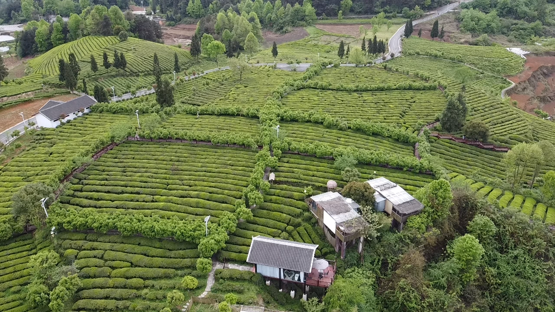 开阳产富硒茶有几种（开阳富硒茶多少钱一斤）-硒宝网