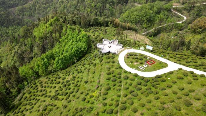 紫阳富硒茶焕古茶叶（紫阳富硒茶多少钱一斤）-硒宝网