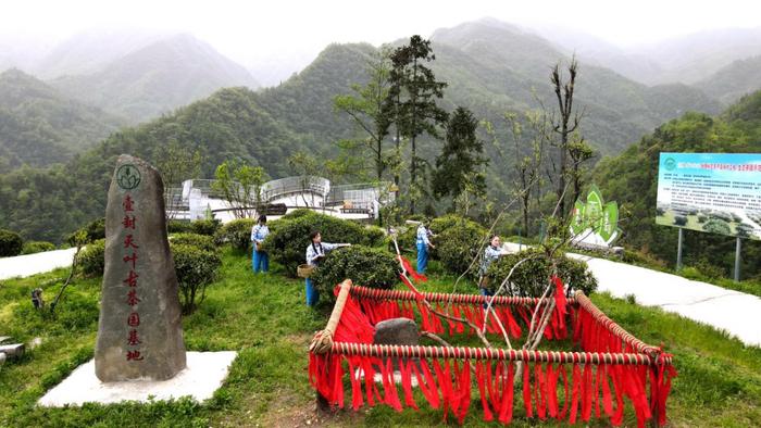 紫阳富硒茶焕古茶叶（紫阳富硒茶多少钱一斤）-硒宝网