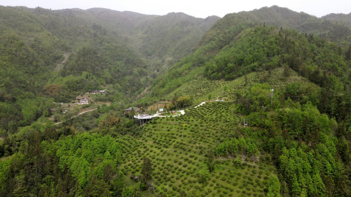 紫阳富硒茶焕古茶叶（紫阳富硒茶多少钱一斤）-硒宝网