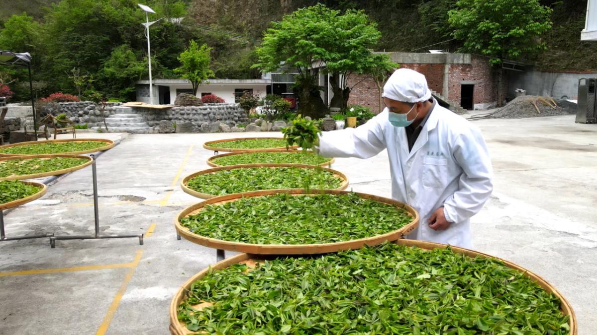 紫阳富硒茶焕古茶叶（紫阳富硒茶多少钱一斤）-硒宝网