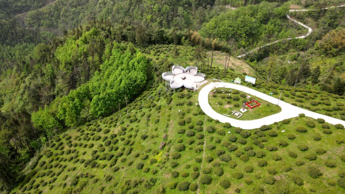 紫阳富硒茶焕古茶叶（紫阳富硒茶多少钱一斤）-硒宝网