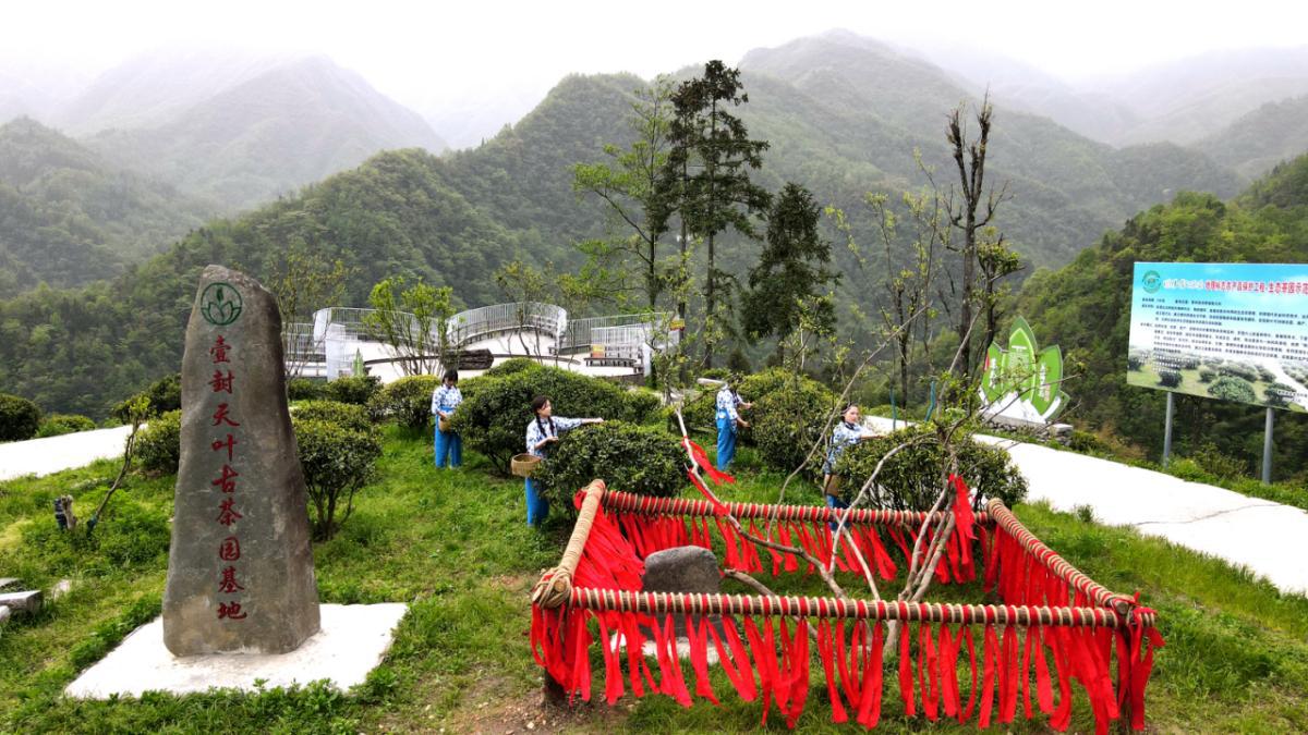 紫阳富硒茶焕古茶叶（紫阳富硒茶多少钱一斤）-硒宝网