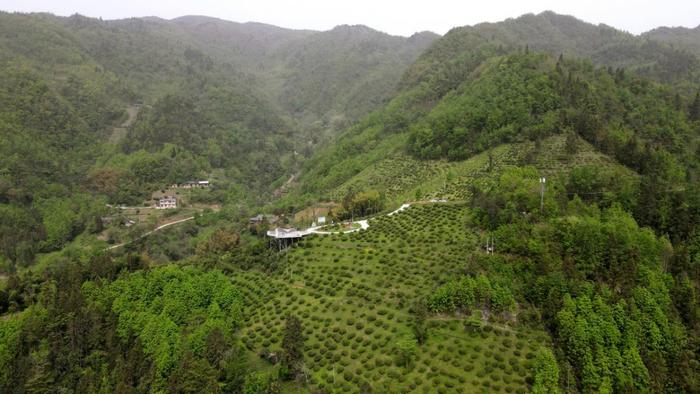 紫阳富硒茶焕古茶叶（紫阳富硒茶多少钱一斤）-硒宝网