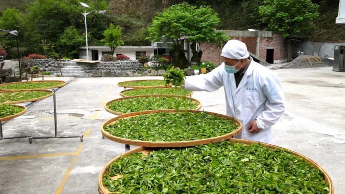紫阳富硒茶焕古茶叶（紫阳富硒茶多少钱一斤）-硒宝网