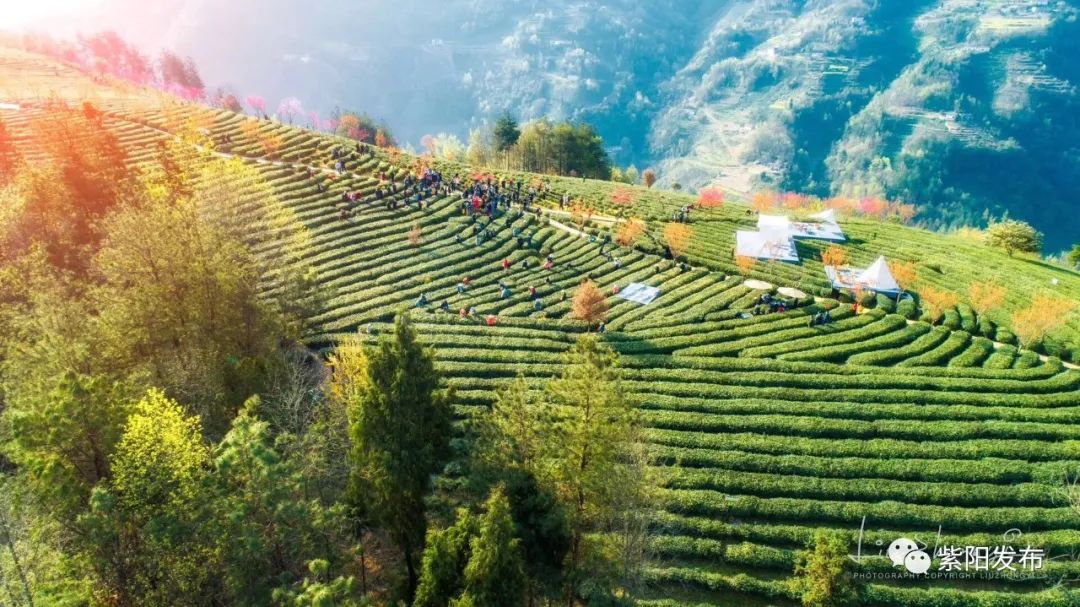 紫阳富硒茶安康闽秦（紫阳县闽秦茶业有限公司）-硒宝网