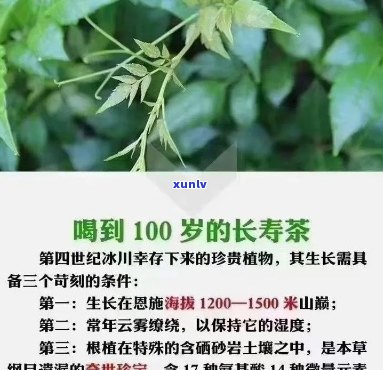 来凤富硒藤茶的冲泡(富硒来凤藤茶的功效)-硒宝网