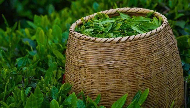 开阳产富硒茶有几种(开阳富硒茶地理标志)-硒宝网