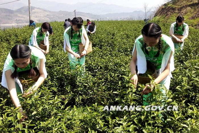 安康市汉滨区富硒茶（安康富硒产业办公室）-硒宝网