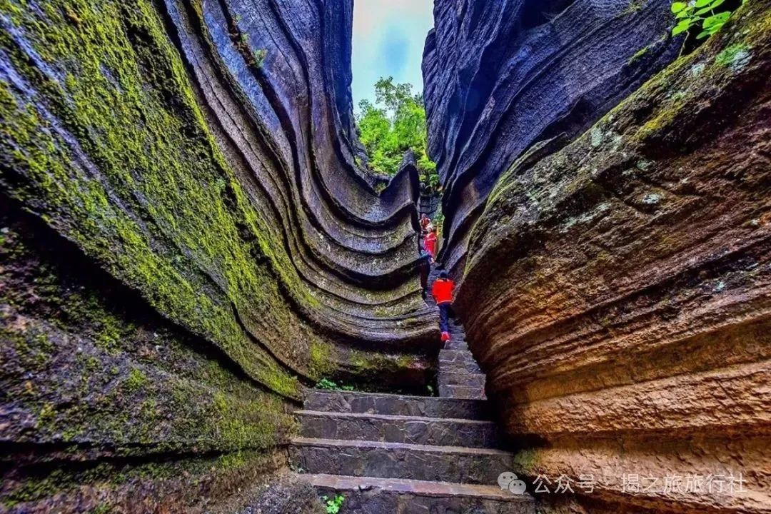 高山流水野生富硒茶（高山流水茶叶价格）-硒宝网