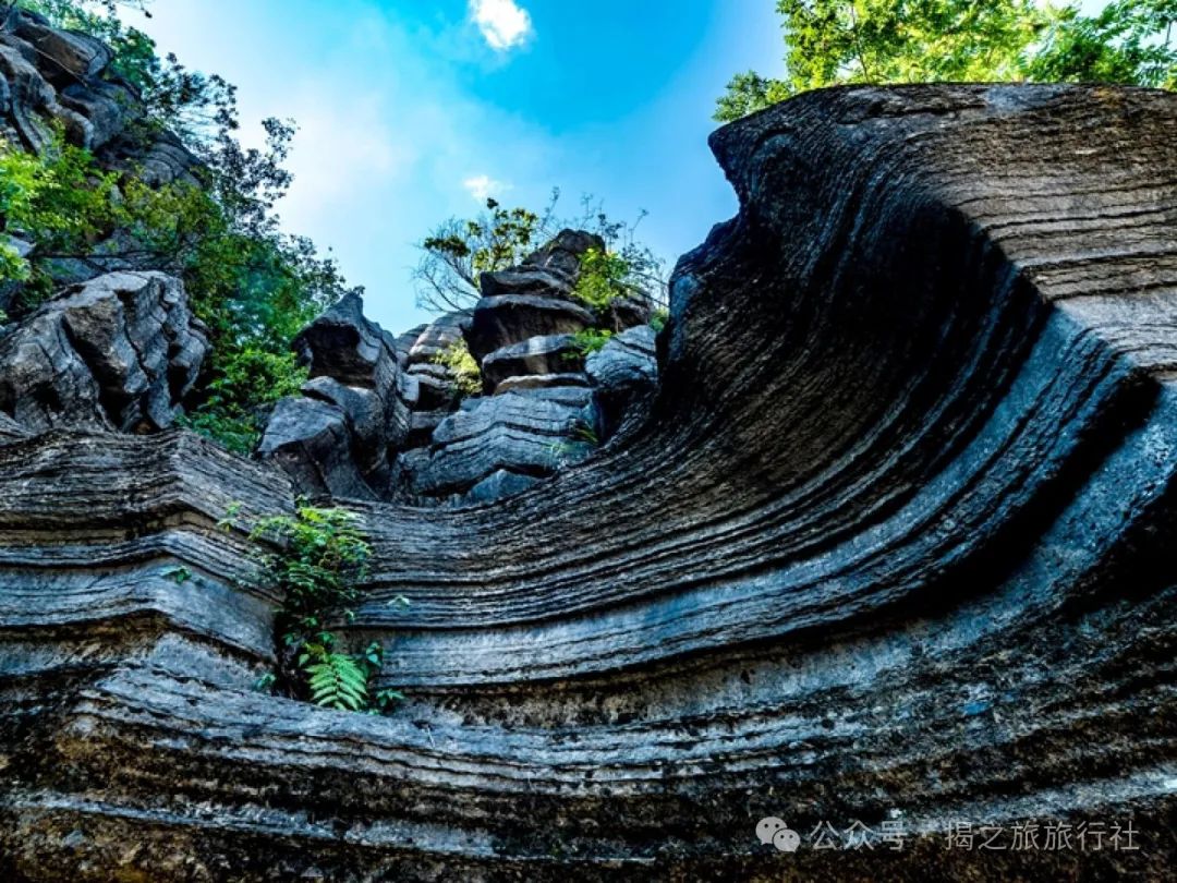 高山流水野生富硒茶（高山流水茶叶价格）-硒宝网
