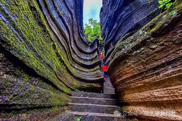 高山流水野生富硒茶（高山流水茶叶价格）-硒宝网