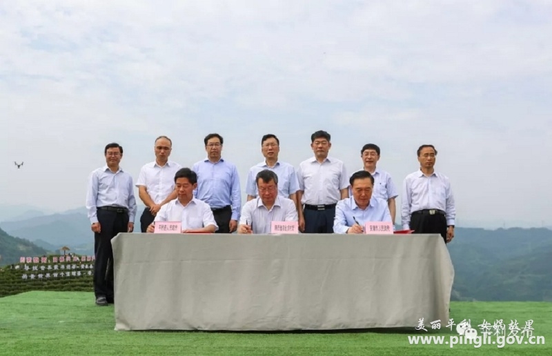 陕西富硒茶在哪个山(富硒茶园)-硒宝网