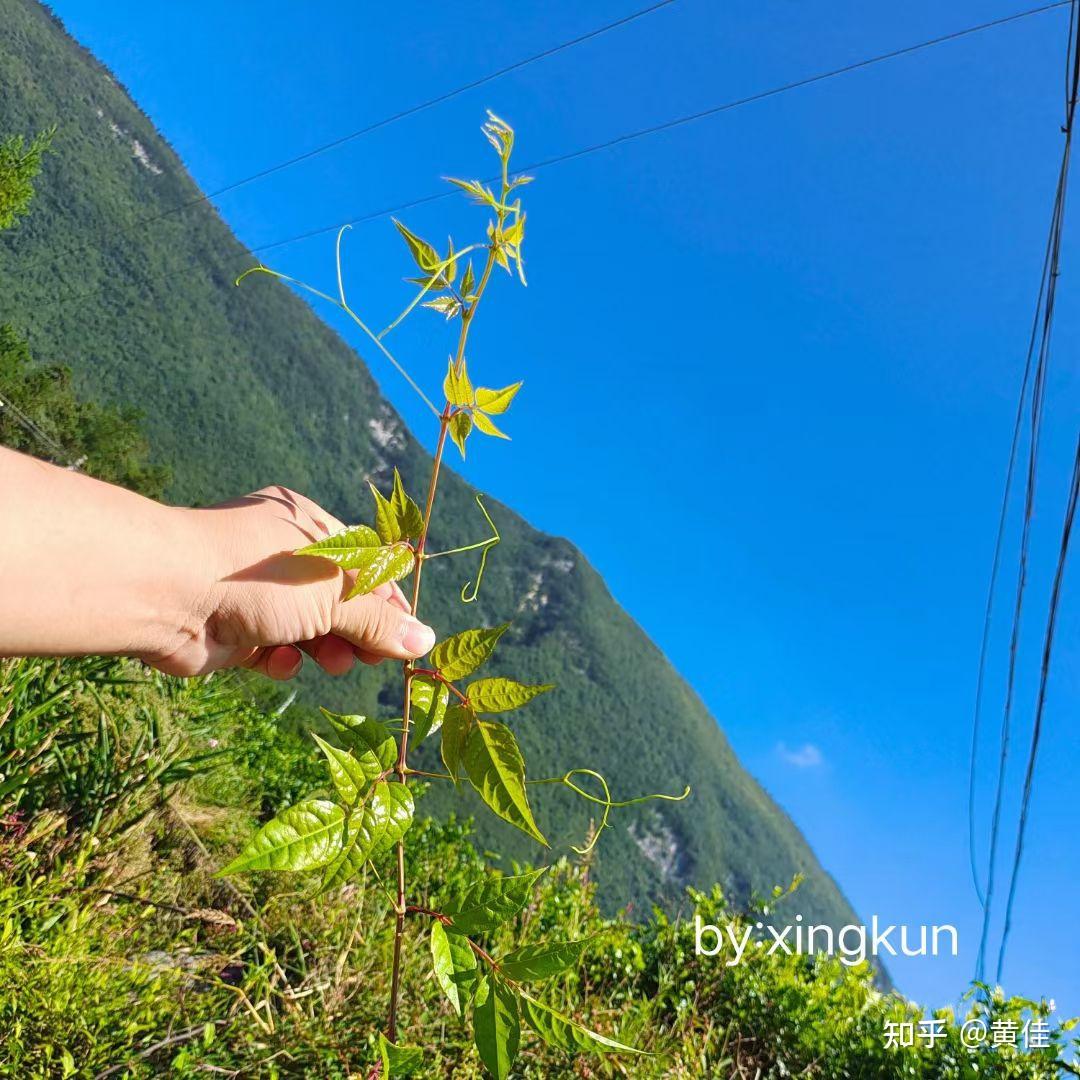 来凤富硒藤茶的作用(cctv7来凤藤茶视频)-硒宝网