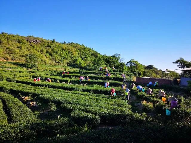 梅州长寿之乡富硒茶（长寿村富硒村）-硒宝网