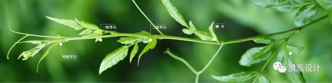 野生富硒藤茶的功效（野生富硒藤茶的功效）-硒宝网