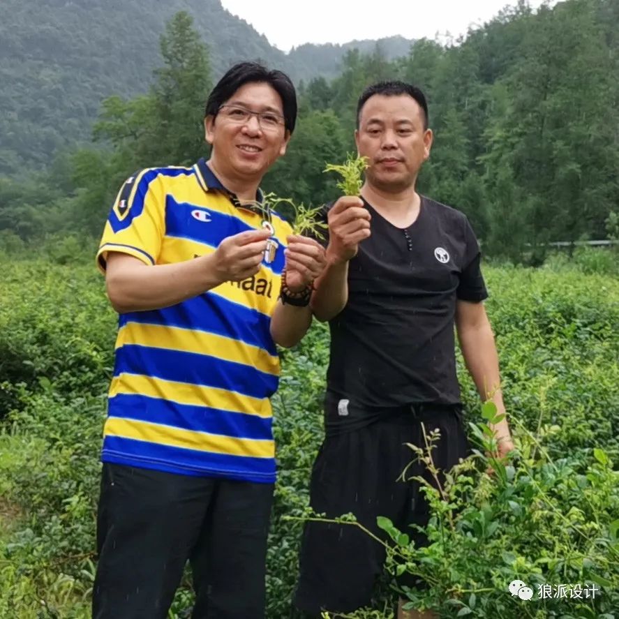 野生富硒藤茶的功效（野生富硒藤茶的功效）-硒宝网