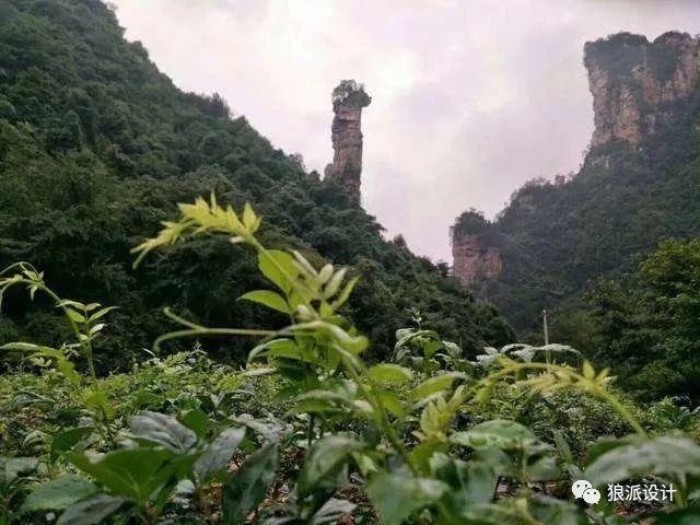 野生富硒藤茶的功效（野生富硒藤茶的功效）-硒宝网