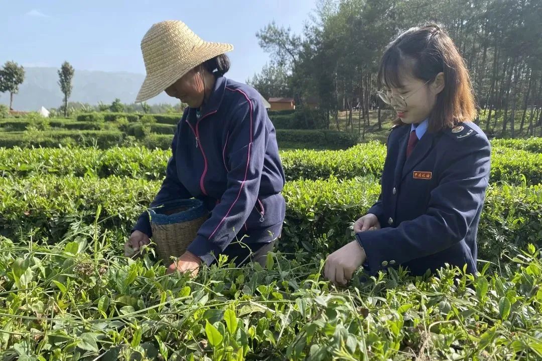 紫阳富硒茶优惠政策(紫阳富硒茶厂)-硒宝网