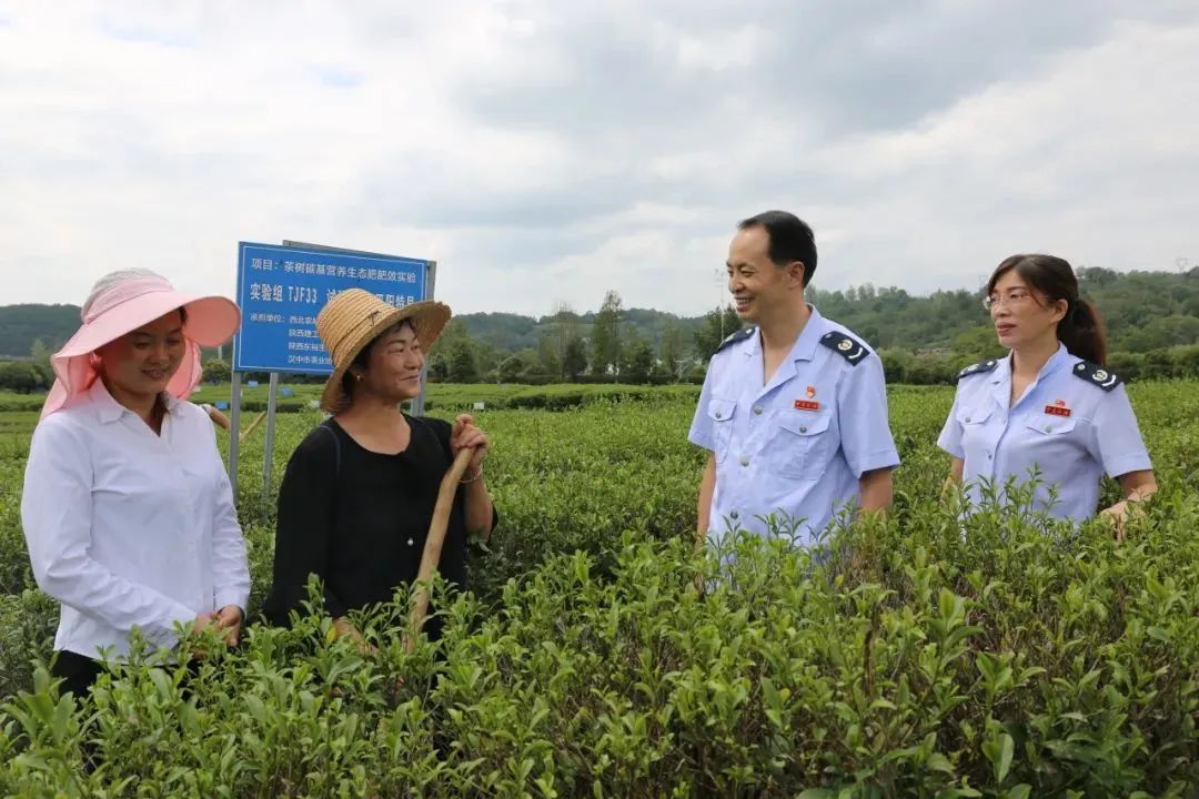 紫阳富硒茶优惠政策(紫阳富硒茶厂)-硒宝网