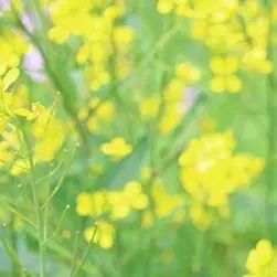 紫阳富硒茶优惠政策(紫阳富硒茶厂)-硒宝网