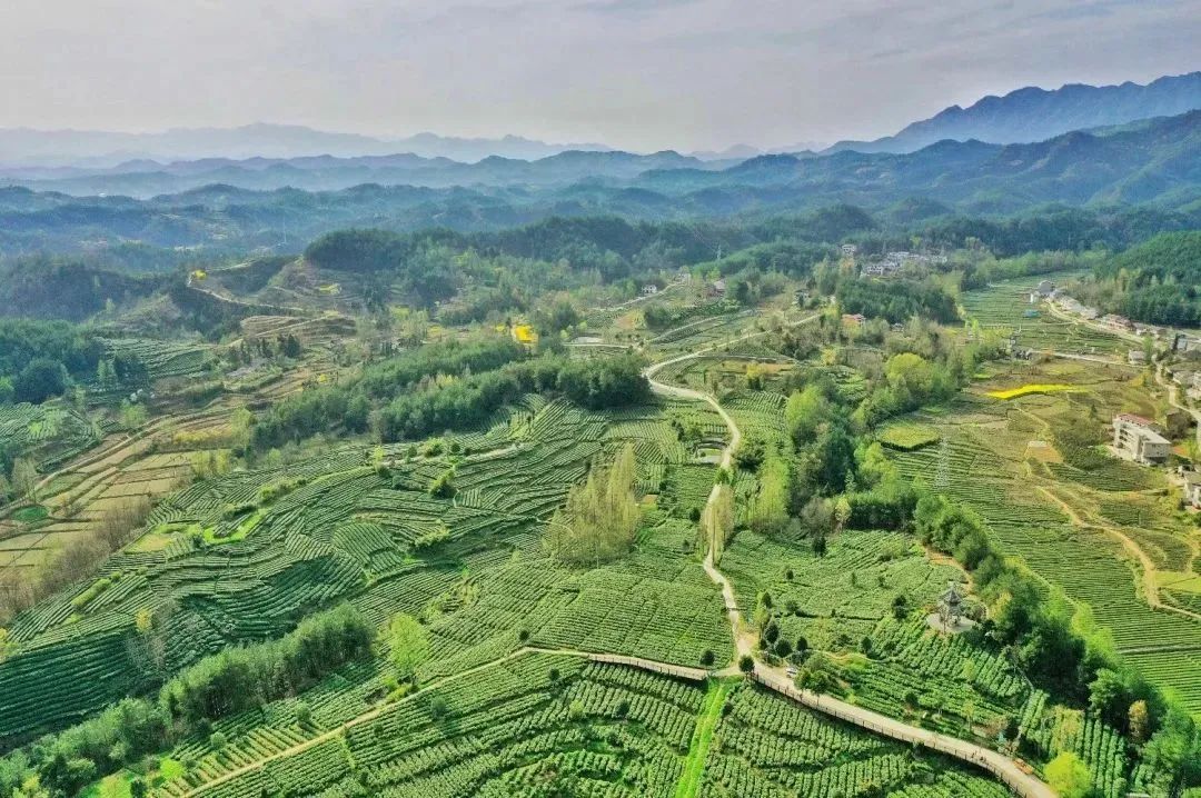 紫阳富硒茶优惠政策(紫阳富硒茶厂)-硒宝网