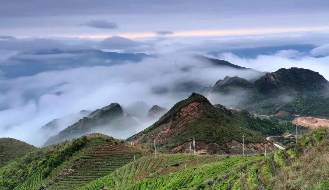 富硒茶国际市场现状(中国富硒茶之乡)-硒宝网
