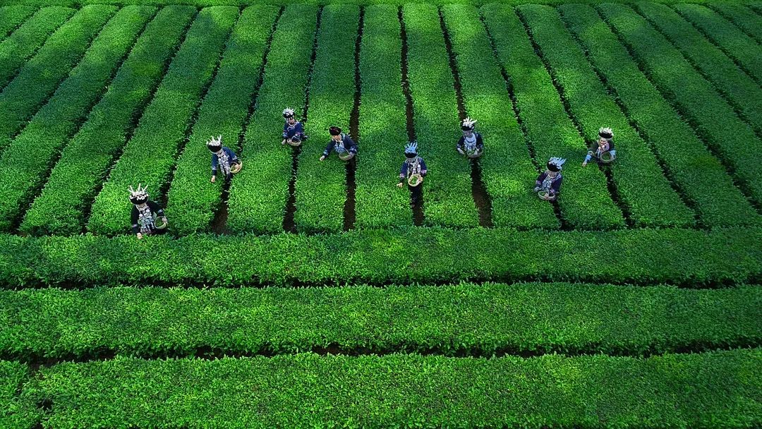 富硒茶国际市场现状(中国富硒茶之乡)-硒宝网