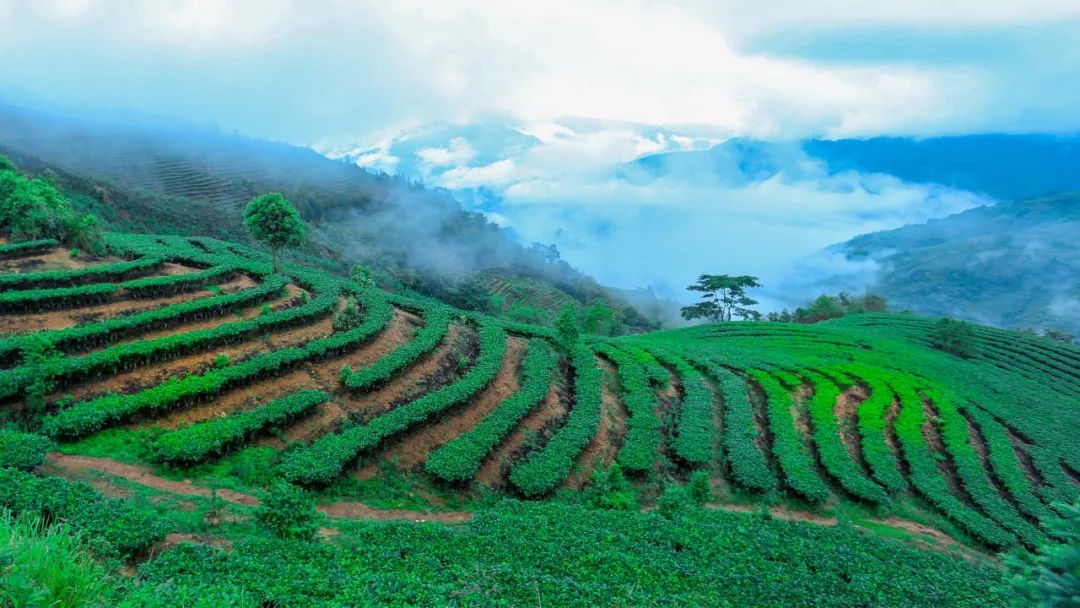 富硒茶国际市场现状(中国富硒茶之乡)-硒宝网