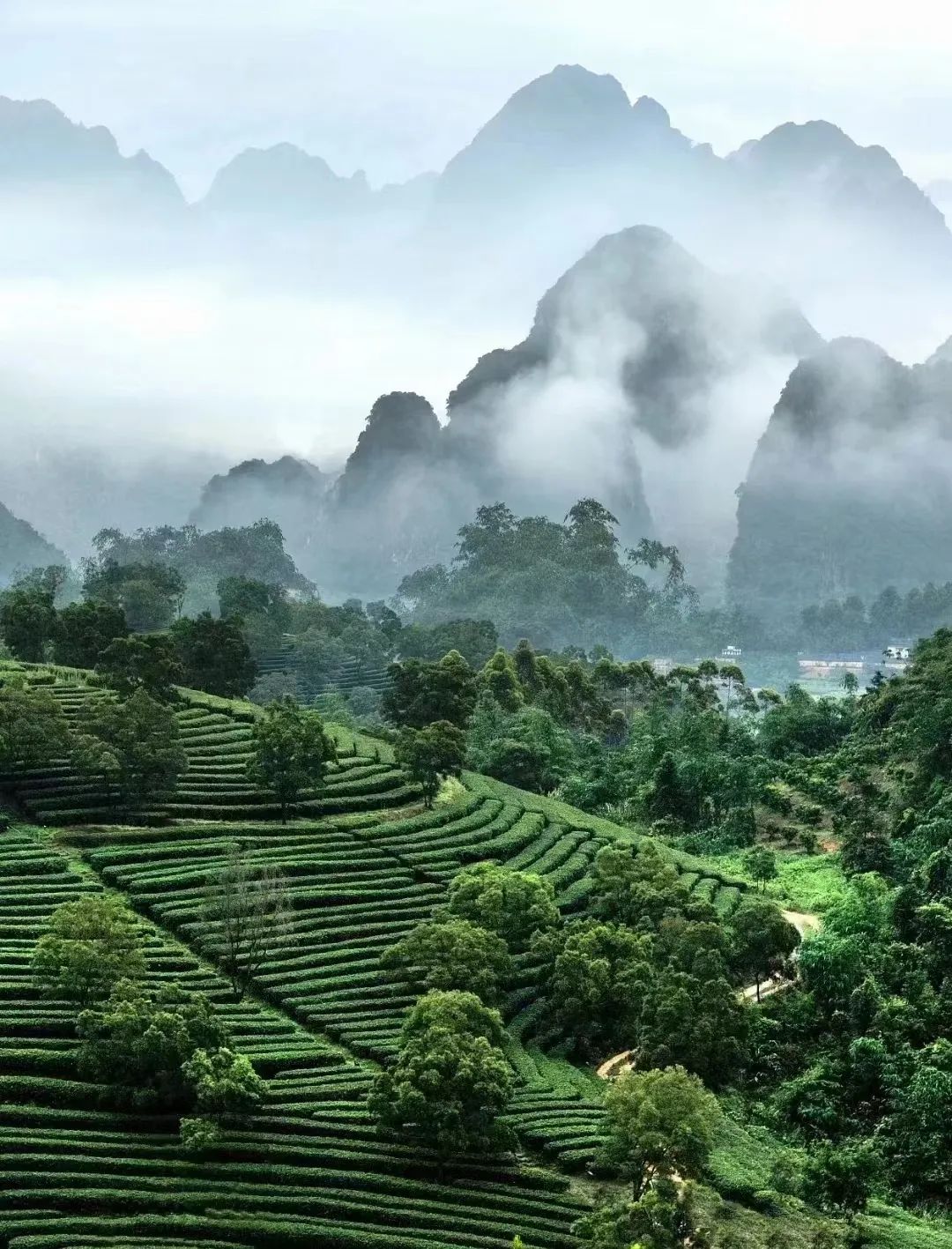 富硒茶国际市场现状(中国富硒茶之乡)-硒宝网