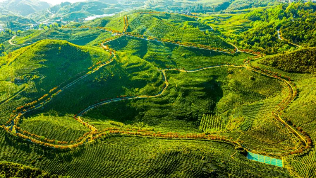 富硒茶国际市场现状(中国富硒茶之乡)-硒宝网