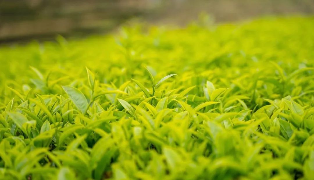 富硒茶国际市场现状(中国富硒茶之乡)-硒宝网