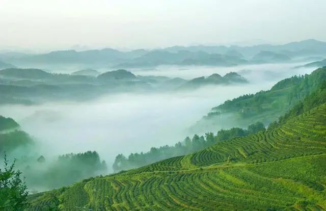 富硒茶国际市场现状(中国富硒茶之乡)-硒宝网