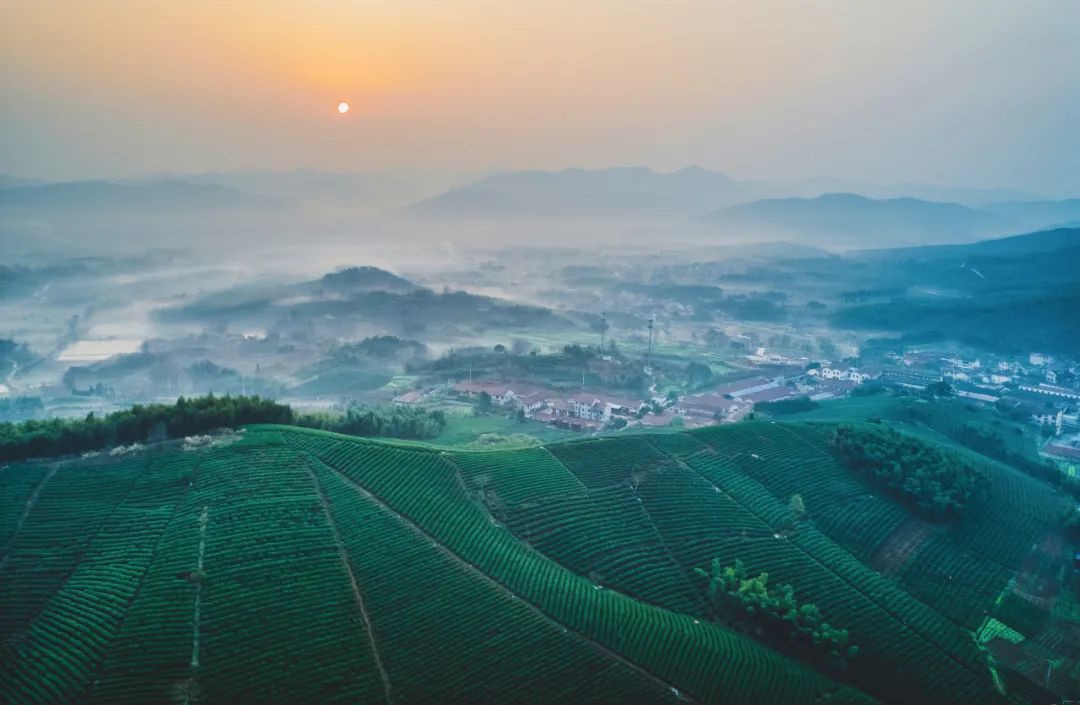 富硒茶国际市场现状(中国富硒茶之乡)-硒宝网