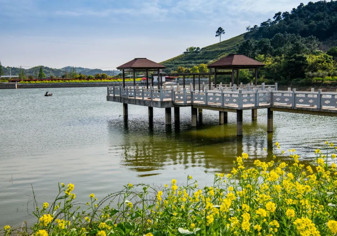 富硒茶国际市场现状(中国富硒茶之乡)-硒宝网