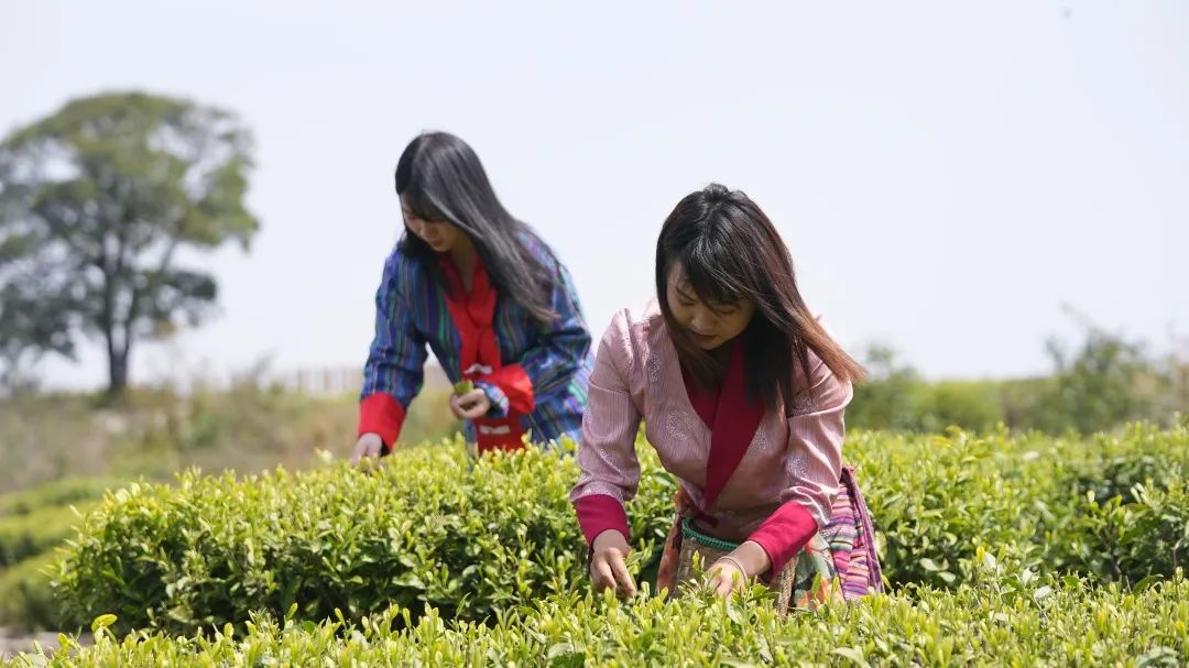 富硒茶国际市场现状(中国富硒茶之乡)-硒宝网