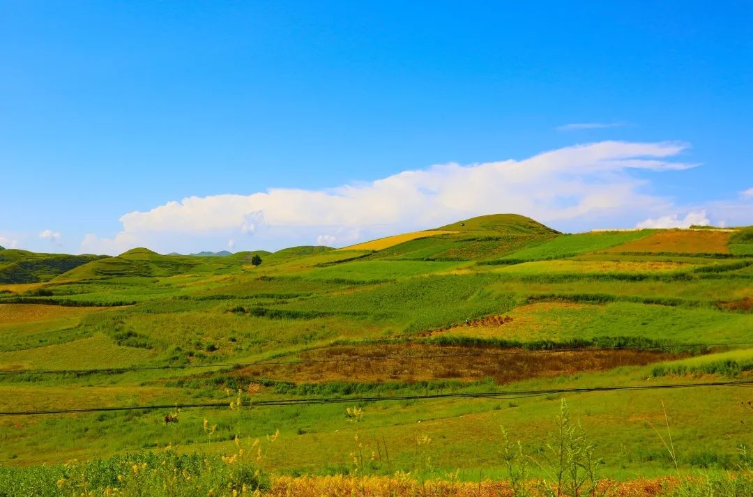 富硒茶国际市场现状(中国富硒茶之乡)-硒宝网
