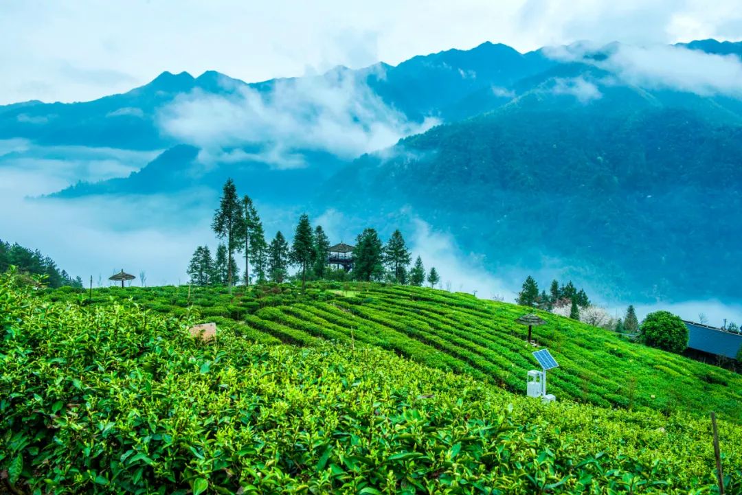 富硒茶国际市场现状(中国富硒茶之乡)-硒宝网