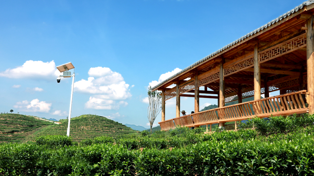 富硒茶国际市场现状(中国富硒茶之乡)-硒宝网