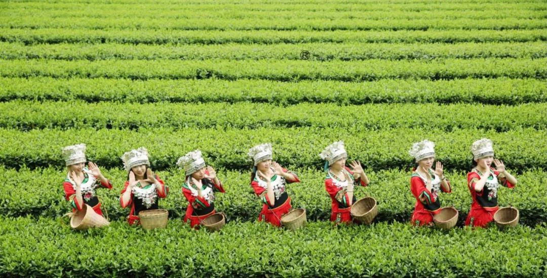 富硒茶国际市场现状(中国富硒茶之乡)-硒宝网